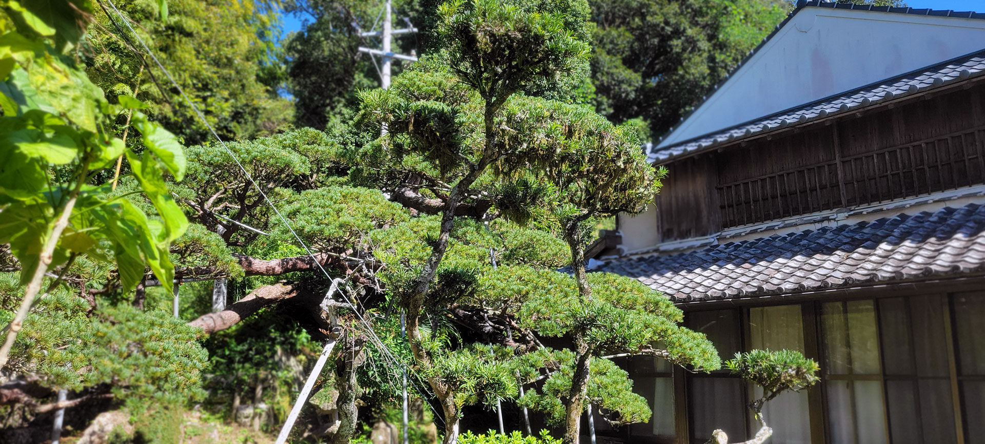 旧入来邸武家屋敷と古木　いちき串木野市に所在する武家屋敷と樹齢300年を越える古木と、お住まいの方のホスピタリティを堪能できます。